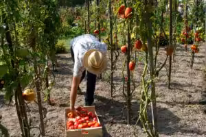 Comment capter 100% du chiffre d&rsquo;affaires potentiel en Fruits et Légumes ?
